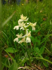 Orchis provincialis