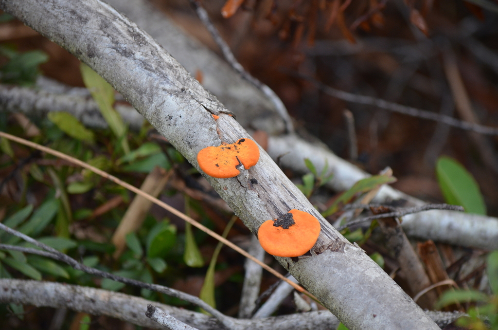 Trametes sanguinea · December 2025 · photo: © gatorhawk (iNaturalist, cc-by)