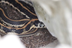 Thamnophis cyrtopsis ocellatus