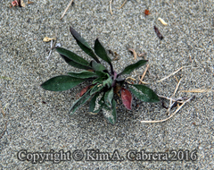 Erysimum menziesii