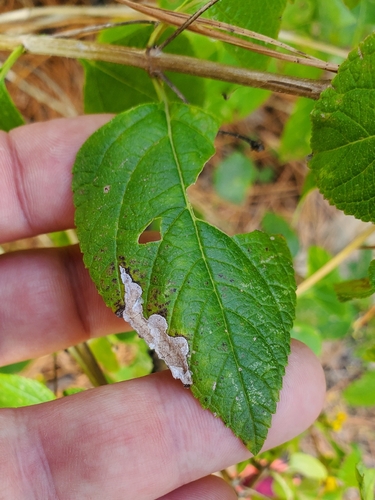 Unknown species found near Conroe, TX 77304, USA
