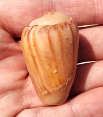 Olivancillaria urceus
