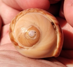 Olivancillaria urceus