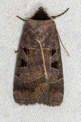 Agnorisma bugrai