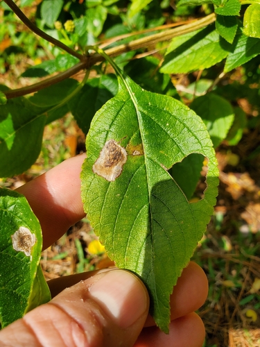 Unknown species found near Conroe, TX 77304, USA