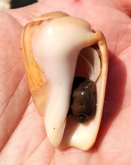 Olivancillaria urceus
