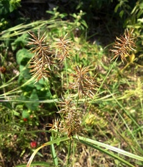 Cyperus floribundus
