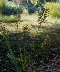 Cyperus lentiginosus