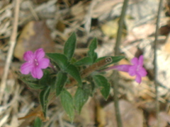 Ruellia inundata