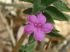 Ruellia inundata