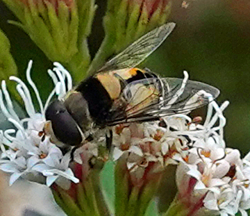 Unknown species found near North Oaks Park Pollinator Garden, Austin, TX 78753, USA