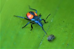 Euthyrhynchus floridanus