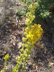 Solidago petiolaris