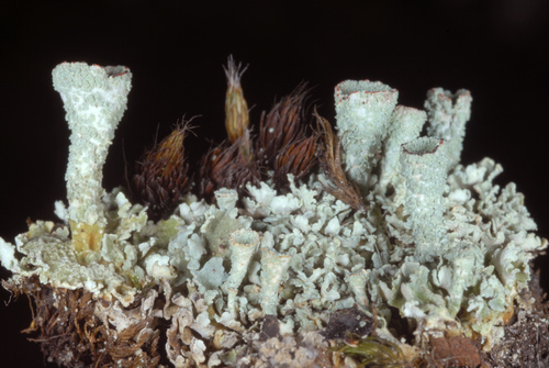 Red-fruited Pixie Cup