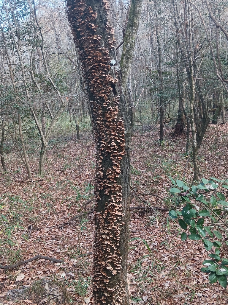 Stereum complicatum · December 2025 · photo: © merkertgrace (iNaturalist, cc-by)