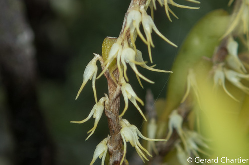 Bulbophyllum clandestinum Lindl. 4