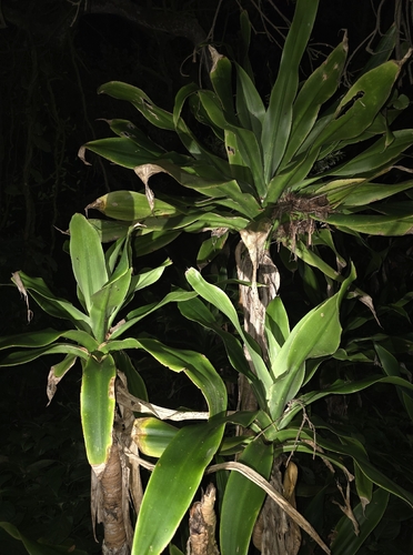 Large-leaved Dragon Tree (Dracaena aletriformis)