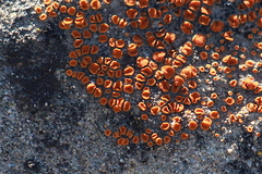 Polycauliona luteominia