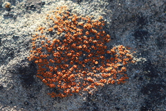 Polycauliona luteominia
