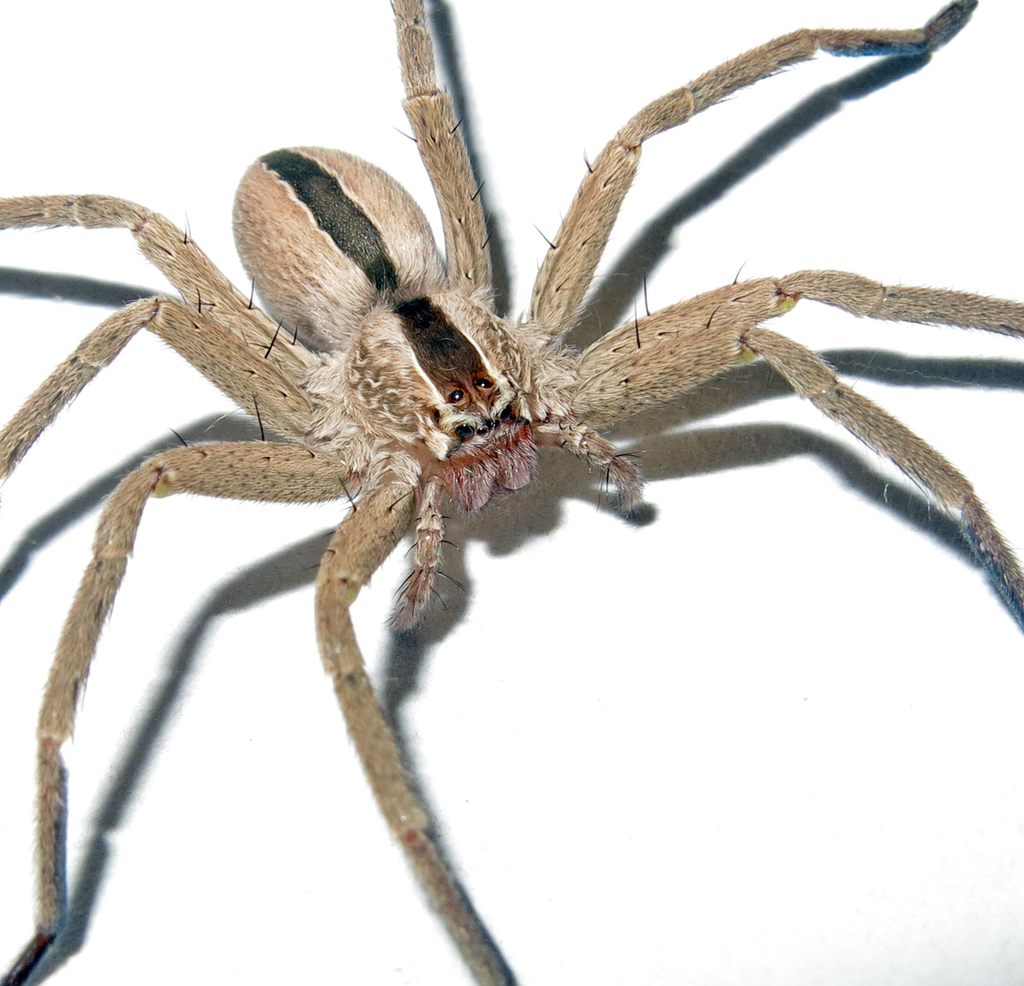 Pseudomicrommata mokranica from Jakigor, Sistan and Baluchestan ...