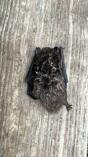 Silver-haired Bat observed by cheatmt