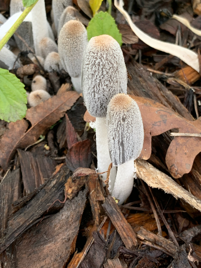 Coprinopsis lagopus · December 2025 · photo: © kristy218 (iNaturalist, CC)