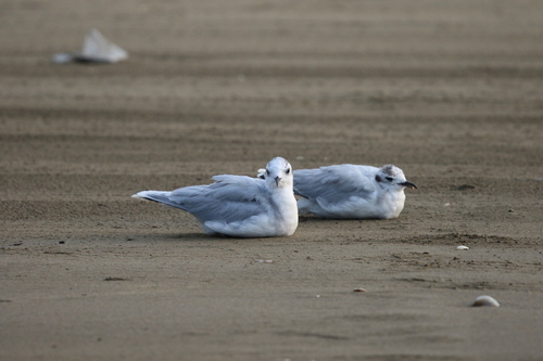 Little Gull