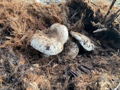 Agaricus lilaceps