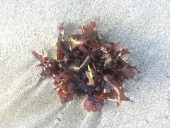 Chondrus
