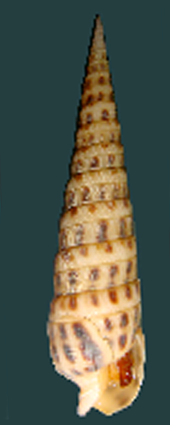 ornate auger