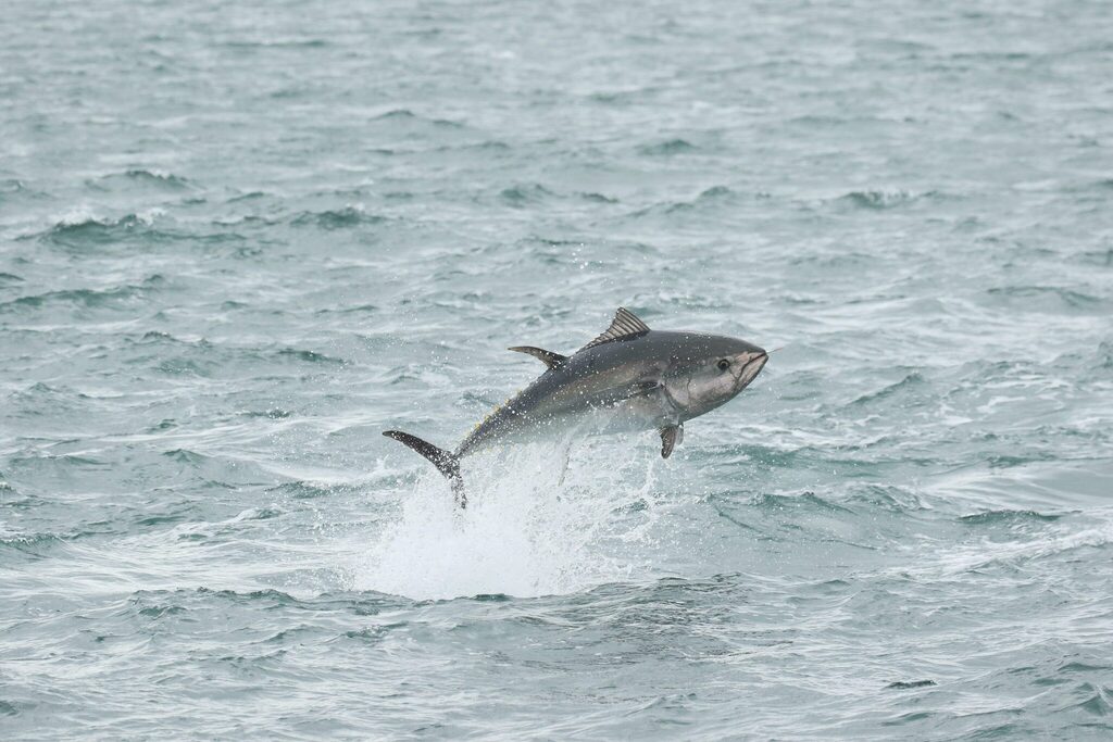 Bluefin tuna leaping from grey sea water