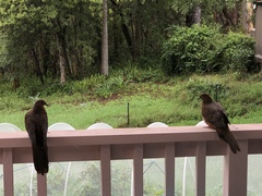 Macropygia phasianella