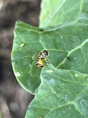 Unknown species found near Lester St, Houston, TX, US