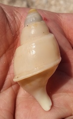 Buccinanops cochlidium