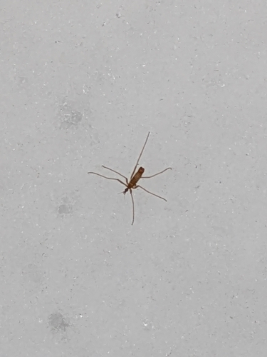 Unknown species found near Jim Thorpe, PA 18229, USA