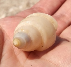 Buccinanops cochlidium