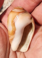 Olivancillaria urceus