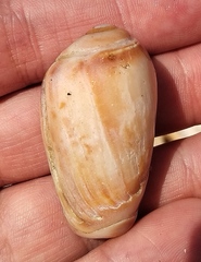 Olivancillaria urceus