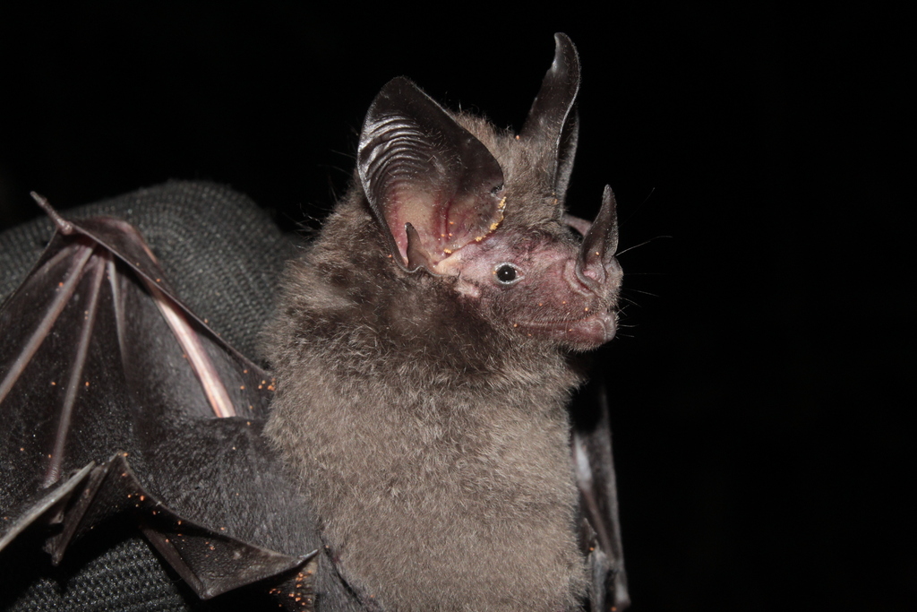 Hairy Big-eared Bat