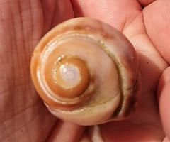 Olivancillaria urceus