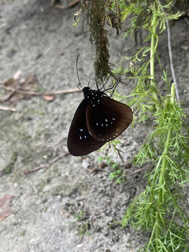 Euploea nechos