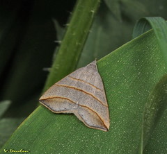 Colobochyla salicalis