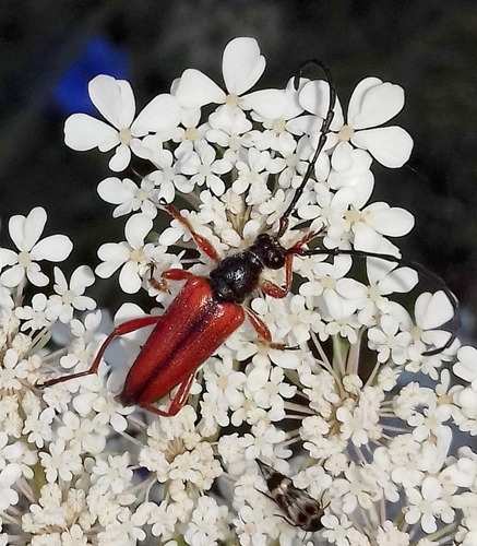 Stictoleptura trisignata