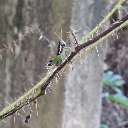 Pseudoscopas nigrigena