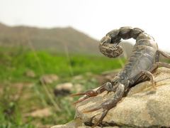 Androctonus crassicauda