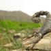 Arabian Fat-tailed Scorpion - Photo (c) Alireza Zamani, some rights reserved (CC BY-NC), uploaded by Alireza Zamani