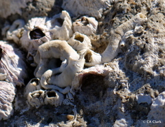 Vermetoidea