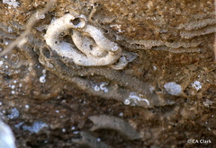 Vermetoidea