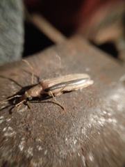 Parisopalpus thoracicus