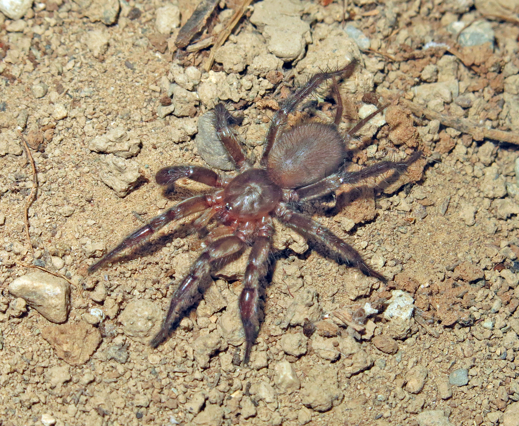 Phyxioschema